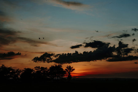 SUNSET WITH PALMSの写真素材