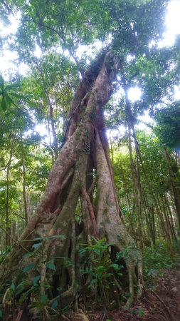 Old tree in the forest, beautiful big rootsの写真素材