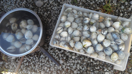 Fresh venus shells from the sea, delicious ingredient