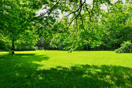 green meadow and leavesの写真素材