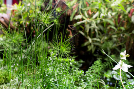 Beautiful views of the typical tropical landscapeの写真素材