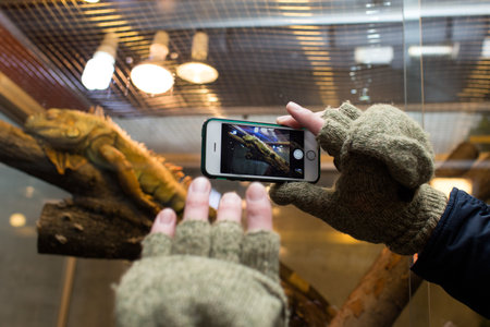 Male taking picture of iguana in zoo with smart phoneの写真素材