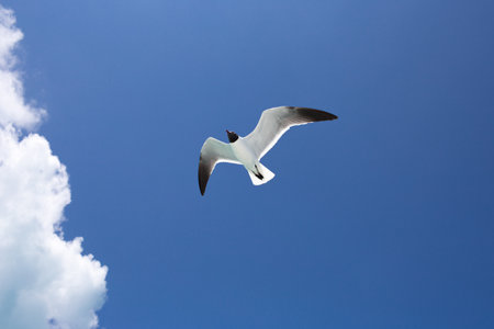 One seagull on blue sky background.