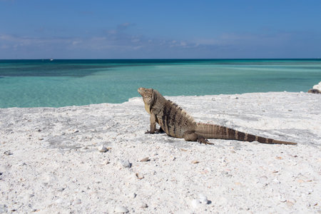 Single iguana on the stone beach.の写真素材