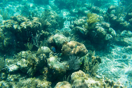 Underwater photography of the Caribbean Sea. Corals and fish.の写真素材