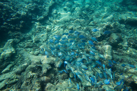 Underwater life of the Caribbean Sea.