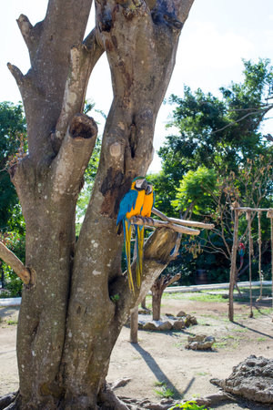 Bright parrots Ara sitting on a tree branch.の写真素材