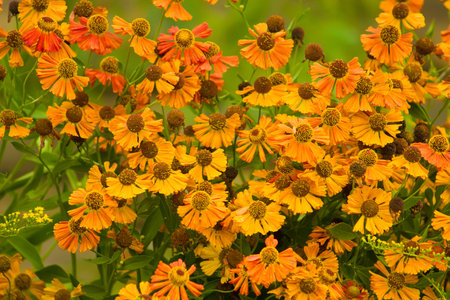 Forest of colorful flowers in an Island