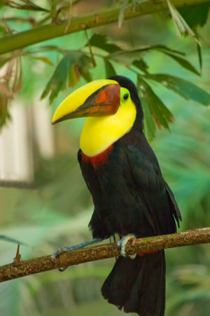 A Chestnut Mandibill Toucan sitting on a branchの写真素材