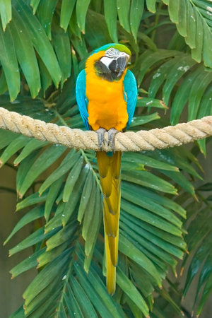 A beatiful Blue & Gold Macaw sitting ona ropeの写真素材