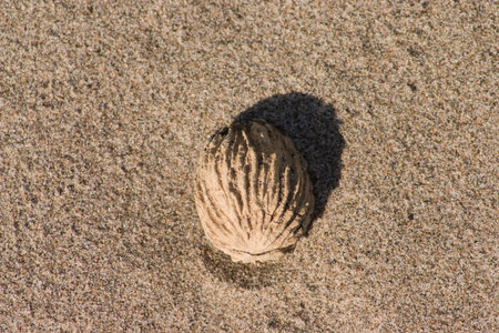 Summer sun in the sand at the beachの写真素材
