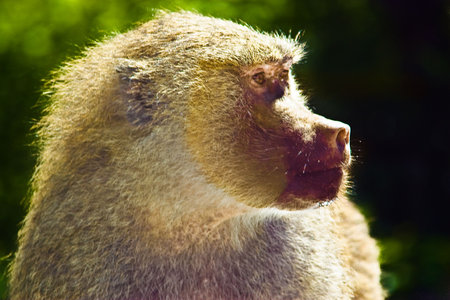 Some Monkeys folling around having a good timeの写真素材