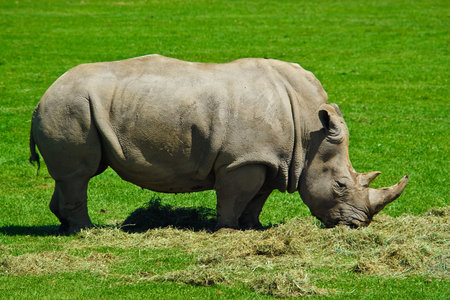 Big  hungry rhinoceros eating lots of grassの写真素材