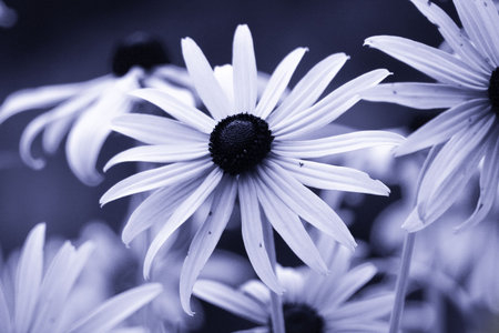 A Bunch of yellow gerber flowersの写真素材