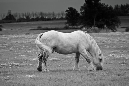 white Arab horse grazing in a meadow during the spring time.の写真素材