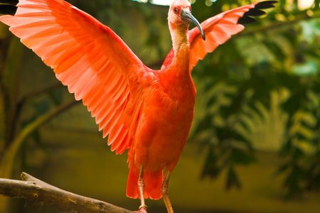 Pink Flamingos spreading their wings for a stretch