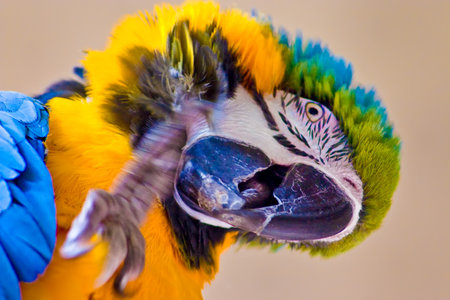 Colorful Parrot against a blurred backgroundの写真素材
