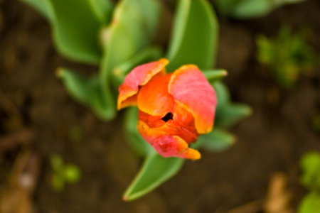 Colorful flowers outside in the gardenの写真素材