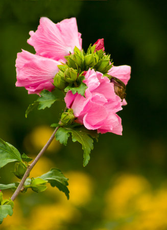 Pink Flowerの写真素材
