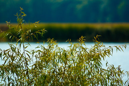 Isolated Reeds on shore in swamp wetland