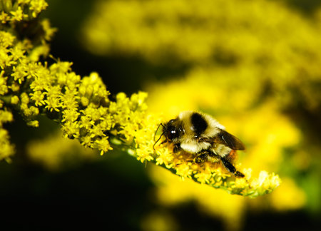 Busy worker bee pollinating the flowers in the summer