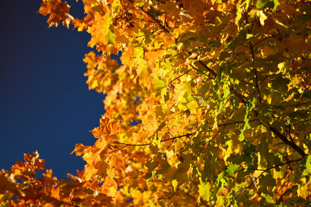 Colorful Autumn Leaves bright change of color for the season
