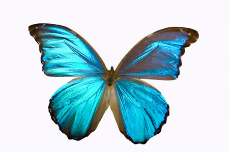Isolated on white colorful butterfly with its wings spread