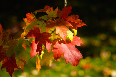 Autumn Leaves of different colors