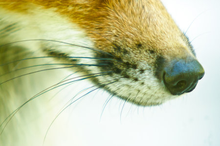 Hungry fox with black whiskers and white throatの写真素材