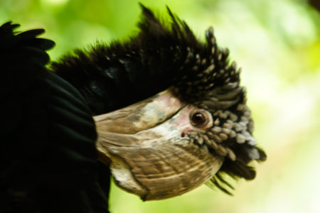 Great hornbill is watching and listening for anything strangeの写真素材