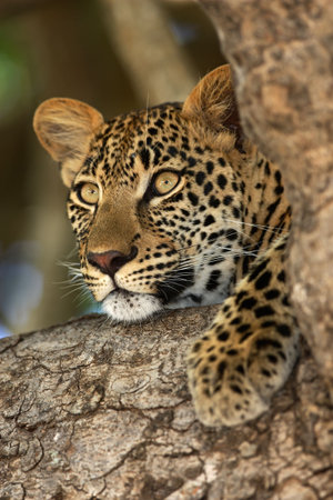 Close-up portrait of a leopard lying in a tree; Panthera pardus
