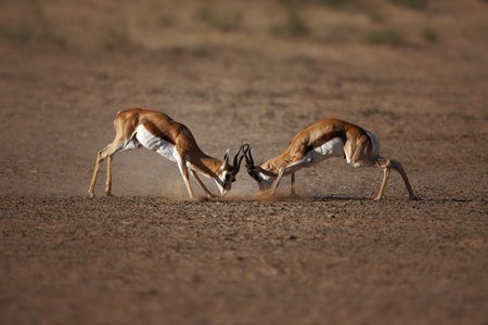 Springbok males engaged in a fierce battle ; Antidorcas Marsupialisの写真素材
