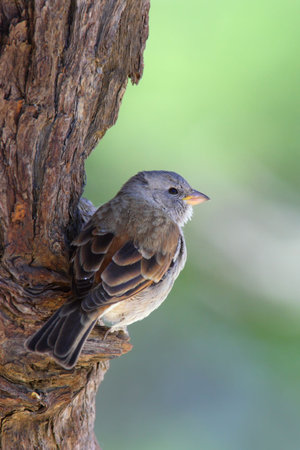 Greyheaded Sparrow perched on side of tree; Passer Diffusus の写真素材