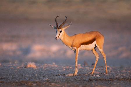 Springbok portrait at last light of day; Etosha; Antidorcas Marsupialis