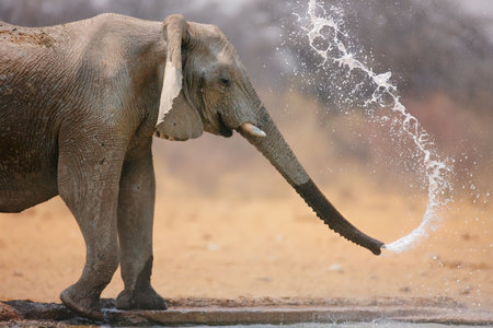 Little elephant spraying water; Loxodinta Africana; Etoshaの写真素材