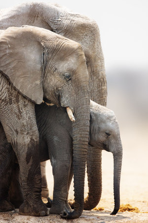 Baby elephant stand protected between cow and bull; Loxodonta Africana; Etoshaの写真素材