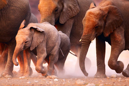 Elephant herd on the run in Etosha desertの写真素材