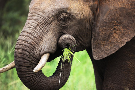 Close-up of a African Elephant eating green grass; Loxodonta Africanaの写真素材