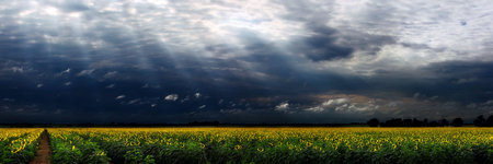 Panorama of a large sunflower field with moody sky