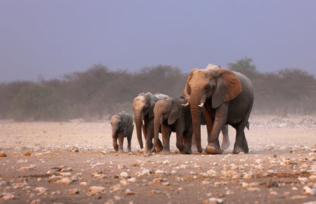 Elephant herd approaching over dusty plains of Etoshaの写真素材