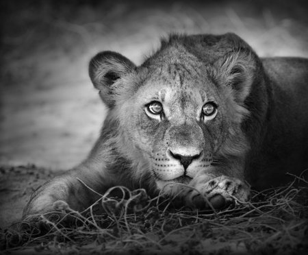 Close-up portrait of a young lion; panthera leoの写真素材