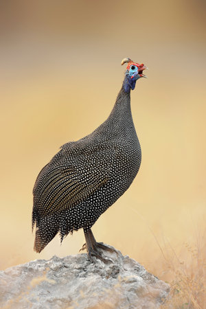 Guinea-fowl perched on a rock - Etosha national parkの写真素材