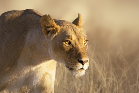 Portrait of a female lion in the grass of the Kgalagadi desertの写真素材