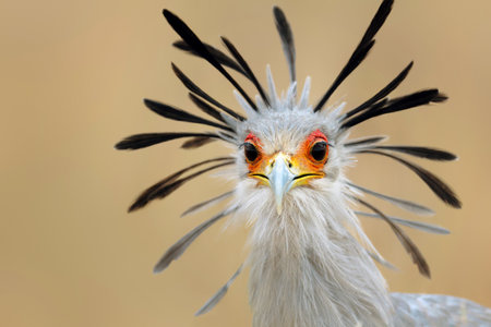 Close-up portrait of a secretary bird - Sagittarius serpentariusの写真素材