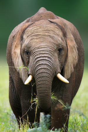Front view of an elephant eating grass - Addo National Parkの写真素材