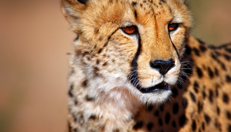 Cheetah portrait - Kalahari desert - South Africaの写真素材