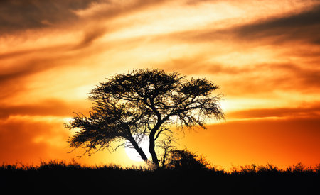 Sunset against acacia tree on african plains - Kalahari desert  - South Africaの写真素材