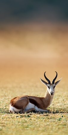 Springbok resting on green grass  - Antidorcas Marsupialis - Kalahari -  South Africaの写真素材