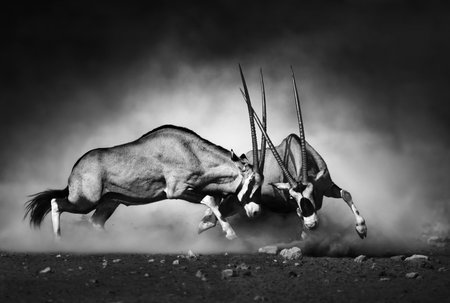 Gemsbok dual (Artistic processing)の写真素材