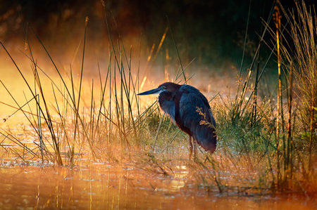 Goliath heron (Ardea goliath) with sunrise over misty river - Kruger National Park (South Africa)の写真素材